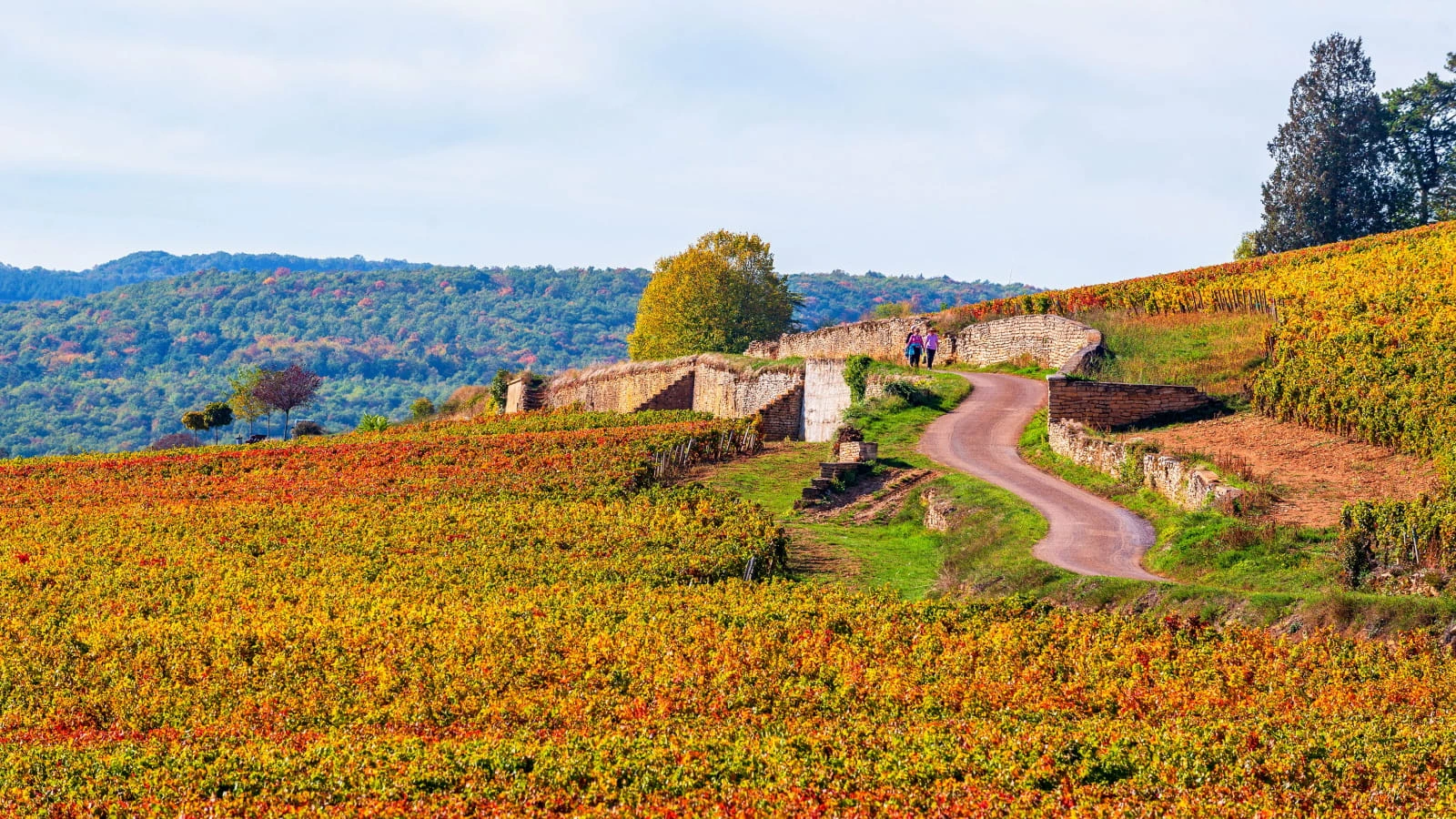 Petit chemin entre les champs dans la région de Bourgogne Franche-Comté